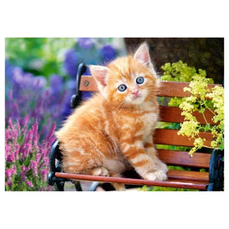 Puzzle CASTORLAND 500 - Ginger Kitten