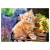 Puzzle CASTORLAND 500 - Ginger Kitten