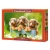 Puzzle CASTORLAND 500 - Cute Dachshunds