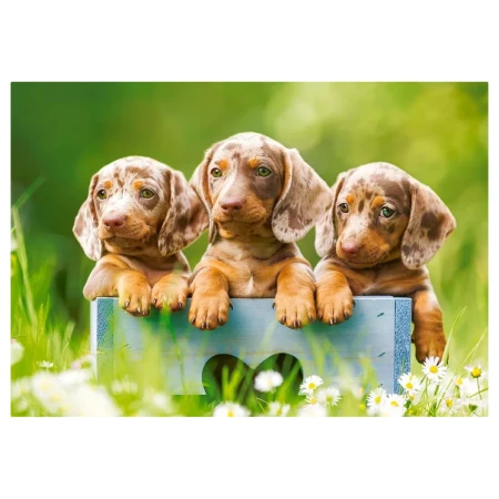 Puzzle CASTORLAND 500 - Cute Dachshunds