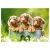 Puzzle CASTORLAND 500 - Cute Dachshunds